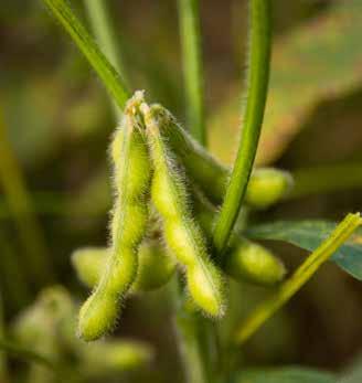 A szója gyomirtós (Pulsar 40 SL) felülkezelése a növények nagy részénél fitotoxikus tüneteket okozott.