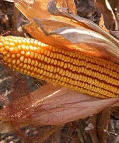 A KUKORICA- ÉS BURGONYATERMESZTÉSBEN Kukorica A ZÖLDPAJZS használatával nő a növények betegségekkel szembeni ellenálló képessége nő a termésmennyiség, javul a minőség és