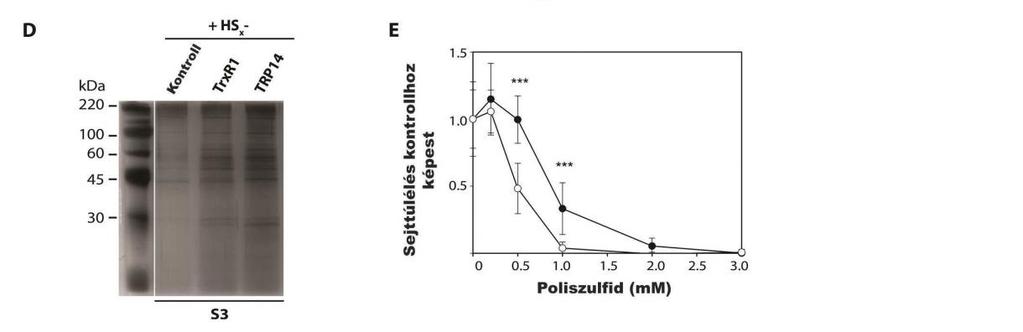 90. ábra A Trx rendszer alapvető szerepet játszik a sejten belüli perszulfidok homeosztázisában. (A) Western-blot analízis igazolja a transzfektált HEK293 sejtek TRP14 és TrxR1 deficienciáit.