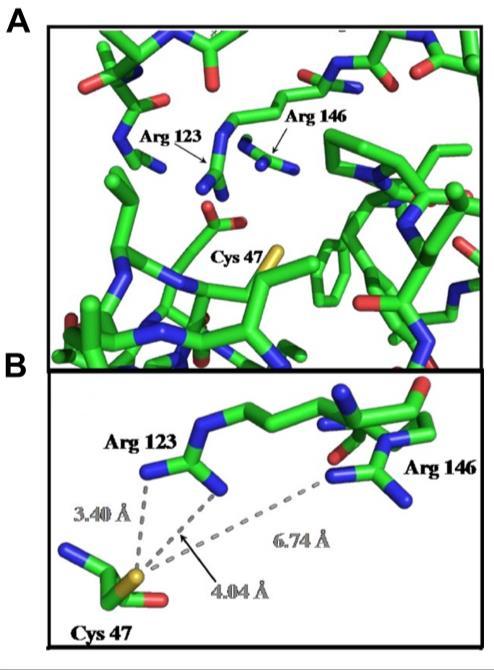 sebességi állandó és az alkalmazott koncentrációk segítségével a Prx peroxiddal való reakciójának sebességi állandója becsülhető volt (57.C.D. ábra).