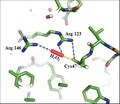 Prx3 peroxidatív ciszteinjét (Cys-47) körülvevő aktív centrumának szerkezete (PDB 1ZYE).