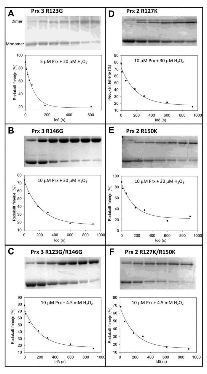 60. ábra Prx pontmutánsok (ArgI, ArgII és ArgI/ArgII) és H2O2 közötti oxidációs reakciók időbeli lefolyása. A Prx3 (A-C) és Prx2 (D-F) argininjeit glicinre (Prx3) vagy lizinre (Prx2) cseréltük.