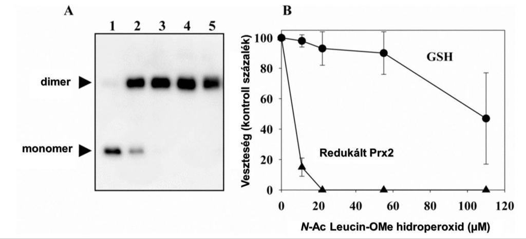 5. táblázat Hidroperoxid származékok Prx-okkal lejátszódó reakcióinak látszólagos másodrendű sebességi állandói ph = 7,4-en (M 1 s 1 -ben megadva).