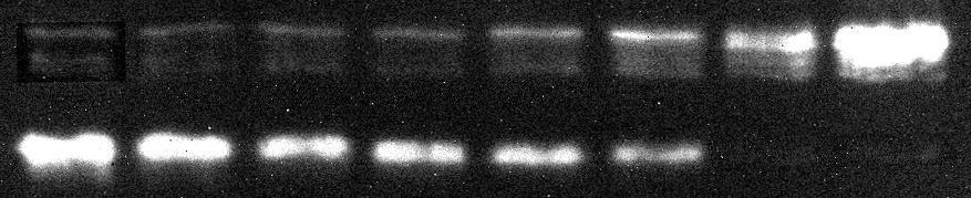 Mosott vörösvértestekben vizsgáltuk a Prx2 oxidációját doxorubicin hozzáadására Westernblot analízissel. A 67.
