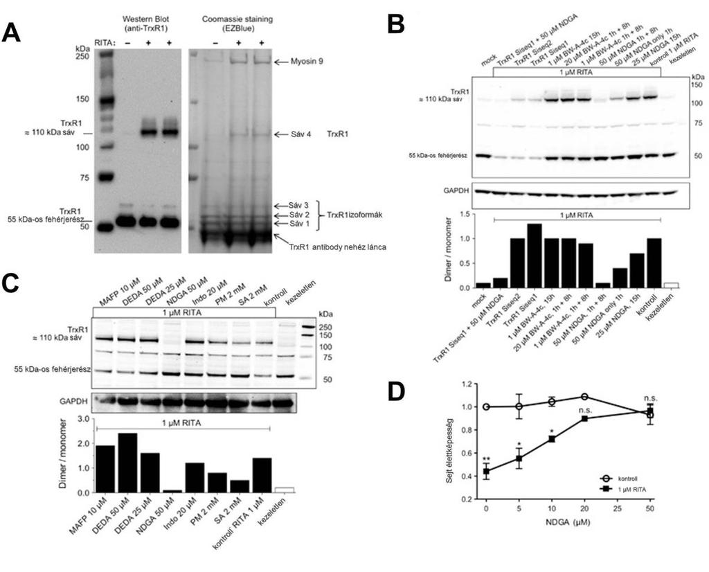 Extrém oxidatív stressz hatására, amikor már a GAPDH inaktiváció által indukált extra NADPH termelés sem elég a peroxid roncsoló hatásának kivédésére, a sejtek programozott sejthalállal (apoptózis)