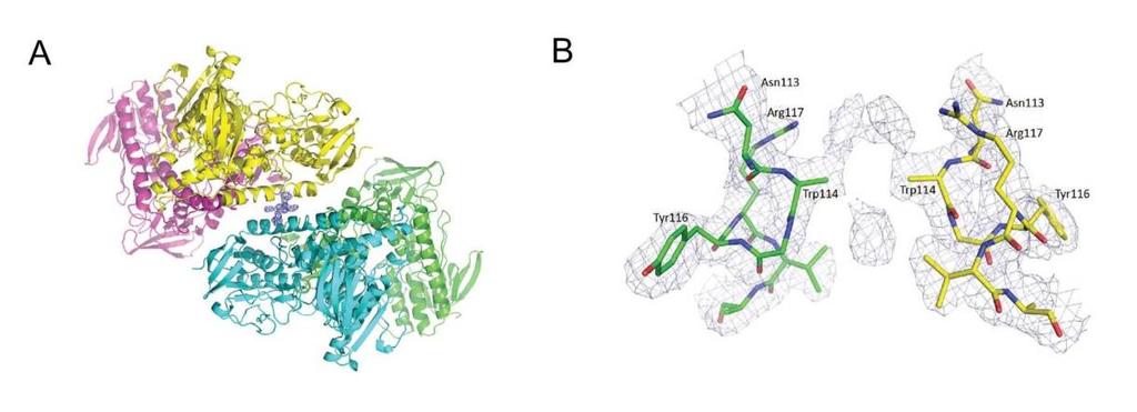 összefügg. (A) HCT116 sejtek RITA kezelése elindítja egy 110 kda molekulatömegű TrxR1-re pozitív jelet adó sáv képződését a Western-blot analízis során.