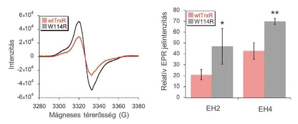 NADPH jelenlétéban a W114R és a vad típusú TrxR ESR spektrumainak vizsgálata arra utalt, hogy ugyanazon természetű szabadgyökök képződnek a két származékban, ami a hiperfinom csatolási állandók
