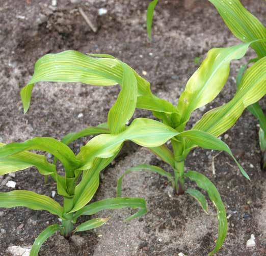 Kén-hia ny egyre gyakrabban előforduló hia nytünet Gabona ban: alacsony, sárguló, merev növény. Ez könnyen összetéveszthető a nitrogén hiányával.