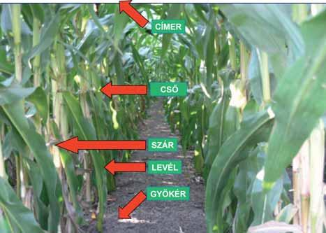 9. ábra A jelenleg köztermesztésben lévő rovarrezisztens kukoricahibridekben a toxint a GM-növény minden szerve, szövete és sejtje termeli, ami élelmiszer-, környezet- és termesztésbiztonsági