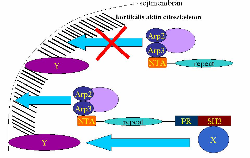 35. ábra: A cortactin N-terminális fele gátolja a sejtszétterülést.