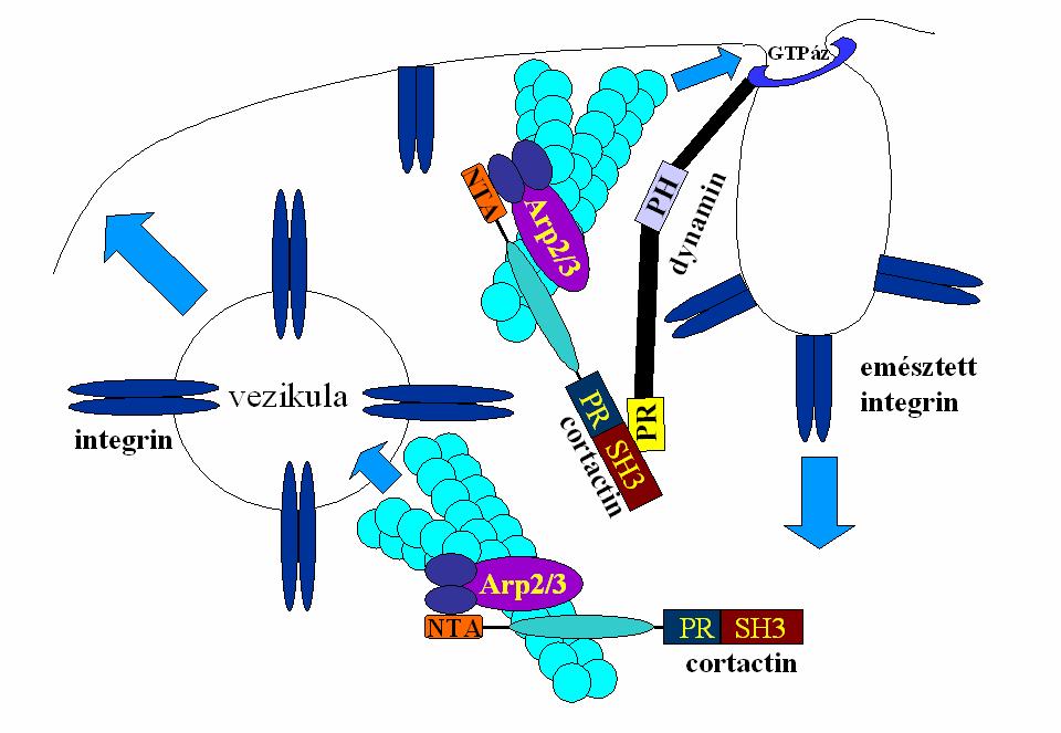 36. ábra: A cortactin szerepe a sejtek adhéziójában.