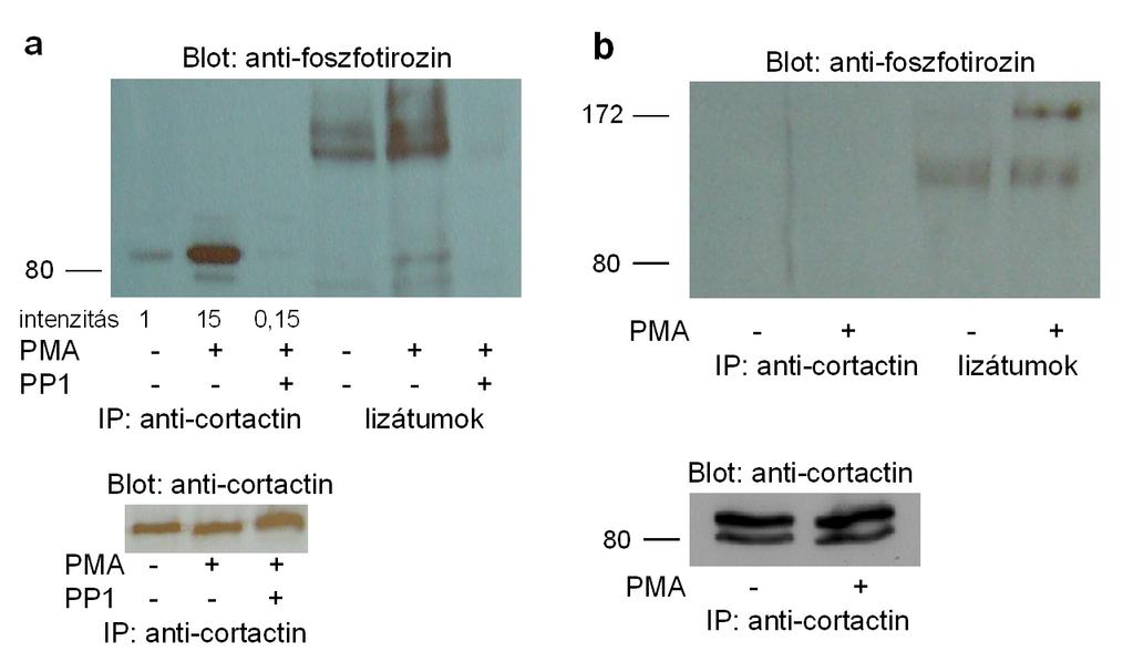 hogy a PMA kezelés hatására, ami a HepG2 sejtekben cortactin foszforilációhoz vezetett, foszforilálódik-e a cortactin a COS7 sejtekben is. 30.