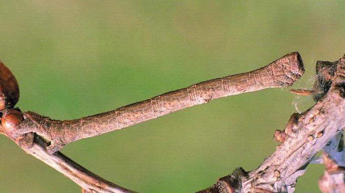 ÉKKÖVES FAARASZOLÓ (PERIBATODES RHOMBOIDARIA) Pableczki Bence Az elmúlt esztendőkben a borvidék számos ültetvényében találkozhattunk kora tavaszszal hernyók által károsított rügyekkel.