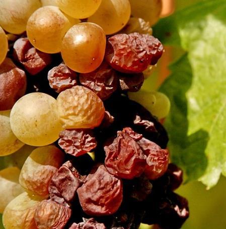 feljegyzések. XIV. Lajos francia király a borok királya, a királyok bora szólással jellemezte a bort, mely mondás a mai napig megmaradt a köztudatban.