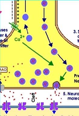 Megoldás: mielinhüvely! R m nagyon nagy C m nagyon kicsi nagy térkonstans kis időállandó Az elektromos jellemzők hatása a jelátadás sikerességére emberi idegsejt r= 10 μm v~ 100 m/s?