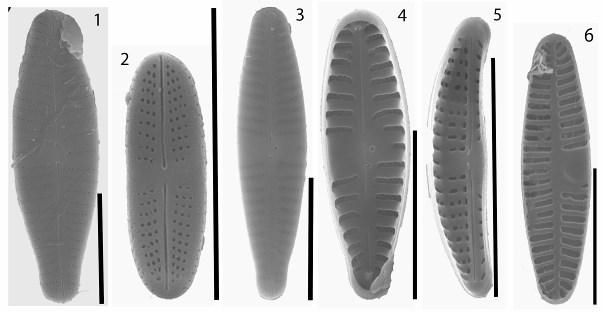 A Diatoma fajok és a Gomphonema sarcophagus csak tavasszal jelentek meg a mintákban. A Navicula lanceolata csak tavasszal ért el dominanciát.