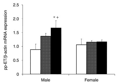 Pre-pro-endotelin/β aktin mrns expresszió Kontroll 5 perc 120 perc Hím Nőstény * p<0.05 vs. nőstény, + p<0,05 vs.