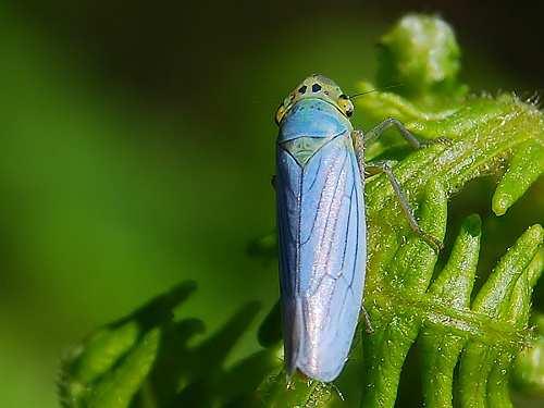 Philaenus spumarius Cicadella viridis Aphrophora alni MIND az 5