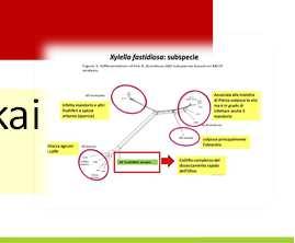 A Xylella fastidiosa-fogékony növények 1. A kórokozó fő jellemzői 2. Növénylisták 3. Éves felderítés 4. Felszámolás 5.1. Behozatal 5.2. EU-n belüli forgalmazás 6.