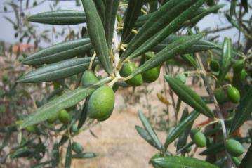 Xylella fastidiosa elleni végrehajtási határozat: 2015/789/EU forgalmazási előírások a