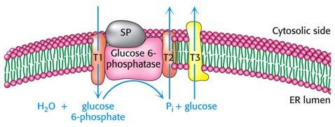 A foszfatáz mellett transzporterek és egy Ca 2+ kötő stabilizáló fehérje (SP) található a membránban. A glükoneogenezis szabályozása.