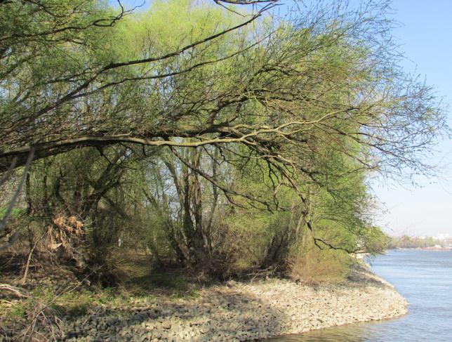 18.2 PODRUČJA NATURA 2000 U KRUGU OD 10 KM OKO ELEKTRANE Područja Natura 2000 u krugu od 10 km od Nuklearne elektrane Paks su: Tolnanski-Dunav (HUDD20023): Deo koji spada u krug od 10 km Močvarna