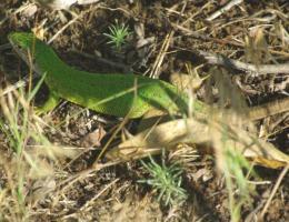 Slika 95. Obični zelembać (Lacerta viridis) dobro podnosi antropogeno remećenje U pogledu ptica može se očekivati da će nastati stanja slična postojećem.