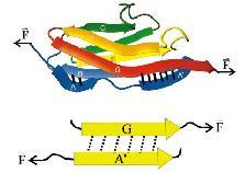 A harmadlagos szerkezet megszabja egy fehérje mechanikai stabilitását H-hiadak