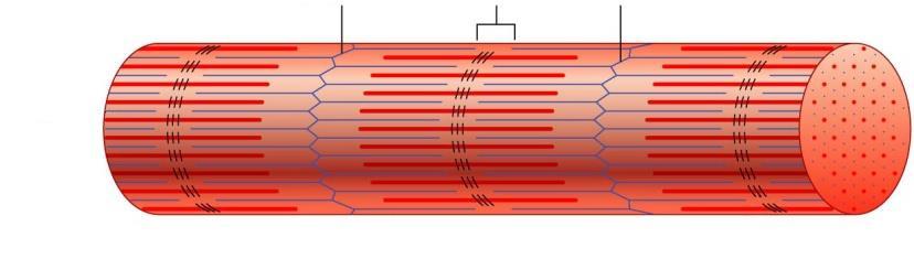 Titin: a szarkomer rugalmas filamentuma izomrost szarkolemma