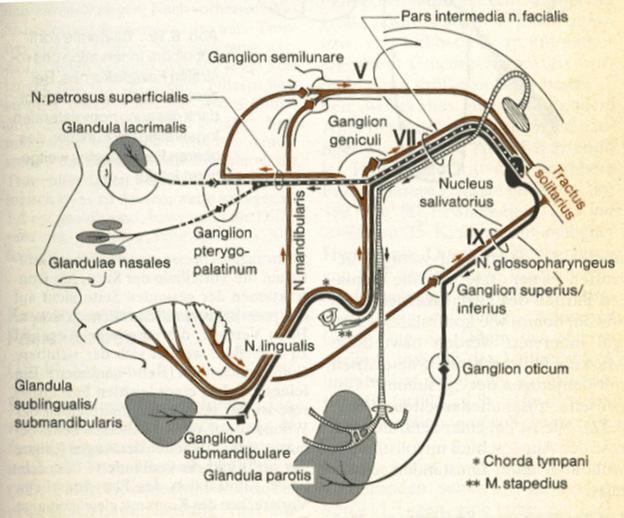 A n. facialis rendszer differenciáldiagnosztikai jelentősége - A perifériás