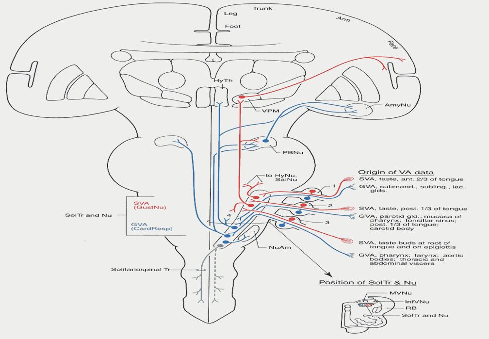 ) Specifikus rendszer : lemniscus medialis (lemniscus trigeminalis) thalamus