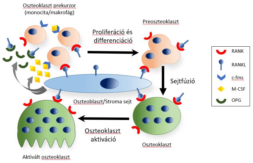 CD14-pozitív monociták érfalon át történő kilépését és bejutását a tumor környezetébe. [24].