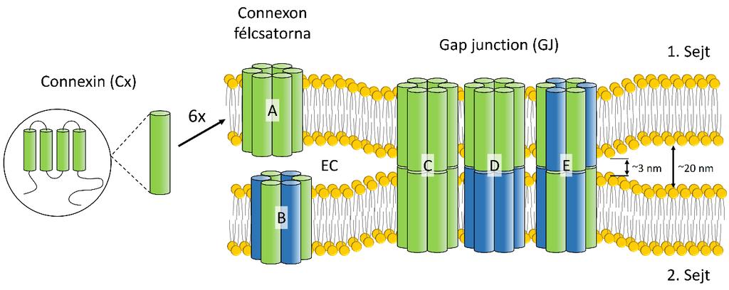 6. ábra. A gap junction (GJ) csatorna felépítése. Homomer connexon (A), heteromer connexon (B), homotípusos GJ (C) és heterotípusos GJ (D, E). EC: extracelluláris tér.