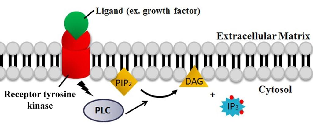 A PHOSPHOLIPASE C GAMMA