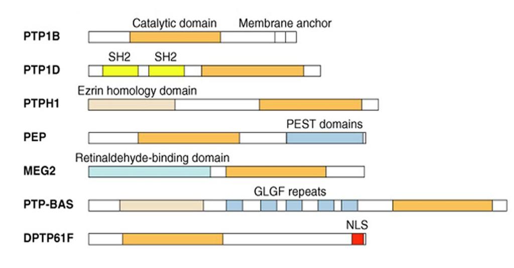 A RECEPTOR TIROZIN KINÁZOK INAKTIVÁLÓDÁSA 2.