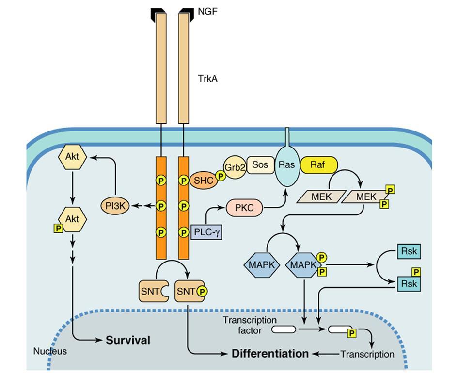 TrkA RECEPTOR NGF HATÁSÁRA BEKÖVETKEZŐ AKTIVÁLÓDÁSÁNAK SZIGNÁL TRANSZDUKCIÓS ÚTVONALAI SNT: suc-associated