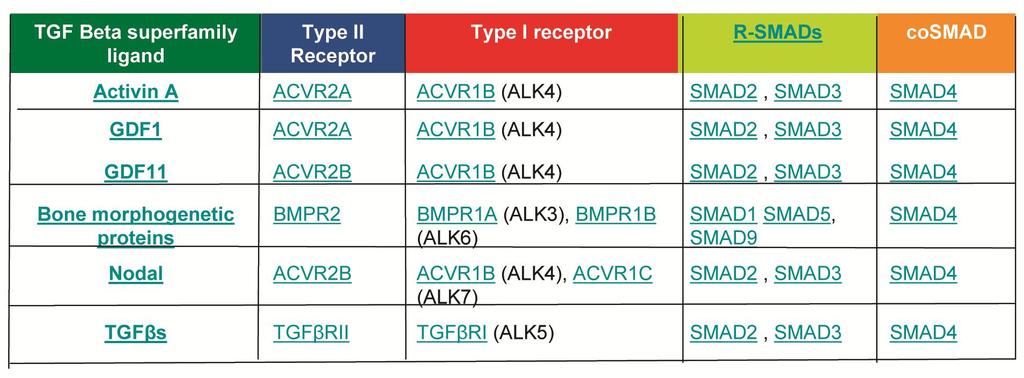 A TGFbeta SZUPERCSALÁDBA TARTOZÓ NÖVEKEDÉSI FAKTOROK RECEPTORAI ÉS SZIGNÁL