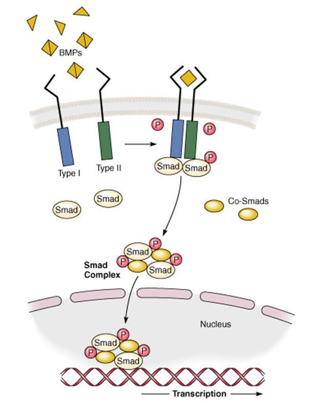 FRZ: frizzled, a 7TM receptor LRP: