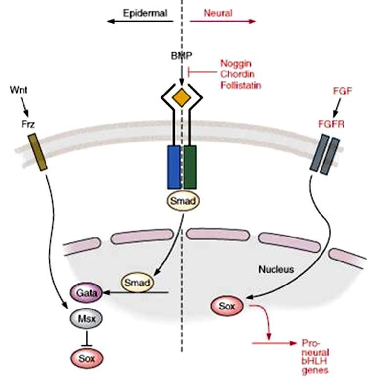 A VELŐCSŐ KIALAKULÁSÁNAK MOLEKULÁRIS SZINTŰ SZABÁLYOZÁSA: ELKÖTELEZŐDÉS NEUROEPITHEL SEJT IRÁNYÁBA WNT: Wingless + INTegration FRZ: