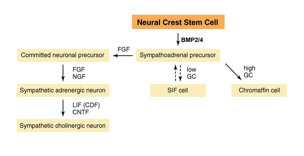 NÖVEKEDÉSI FAKTOROK SZEREPE A SZIMPATOADRENÁLIS PREKURZOR SEJTEK DIFFERENCIÁLÓDÁSÁBAN CNTF: ciliary neurotrophic factor; LIF: