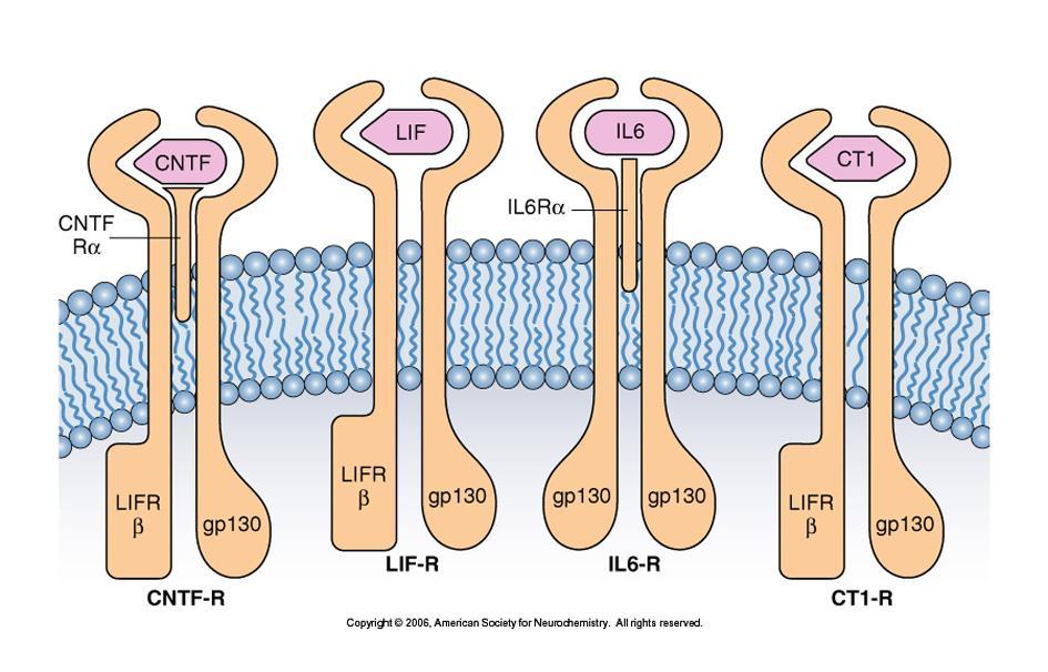 NEUROKINEK ÉS RECEPTORAIK CNTF: ciliary neurotrophic