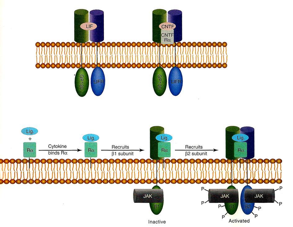 A CNTF RECEPTOR ALFA