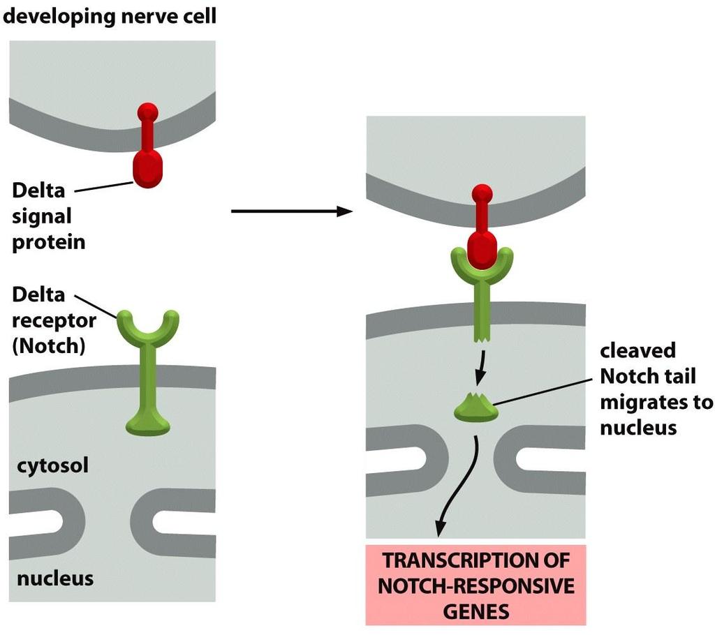 A DELTA RECEPTOR (NOTCH)