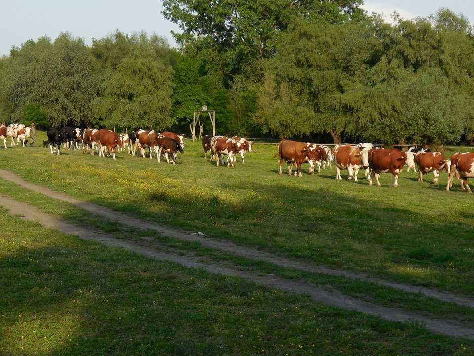 ЗЕМЉИШТЕ ПЕРЛЕЗА Најзаступљенији тип земљишта у Перлезу је бикарбони чернозем, то је тип земљишта настао на карбонатном лесу. Овај тип земљишта је веома погодан за обраду.