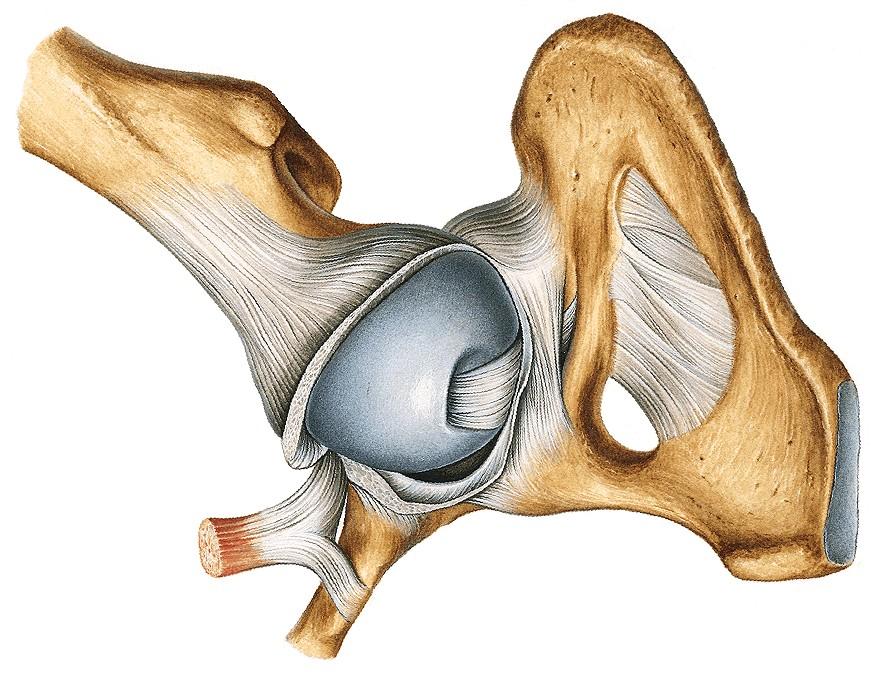 Caput femoris Acetabulum pelvis Labrum acetabulare (kollagénrostos porc) Lig. capitis femoris (= Lig. teres femoris, Lig. rotundum femoris) nincs mechanikai szerepe!, A. capitis femoris (R.