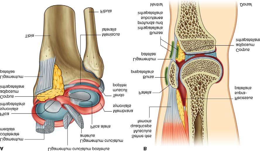 Corpus adiposum