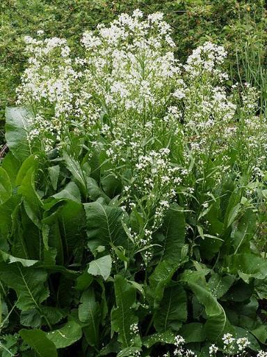 Planten har vært dyrket i Europa siden middelalderen og finnes i våre dager på alle kontinenter.