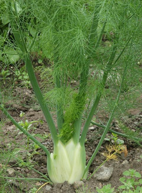 6. Foeniculum vulgare Family Norwegian Hungarian English Apiaceae Fennikel Édeskömény Fennel Photo: www.pinterest.com Photo : Rolv Hjelmstad 6.