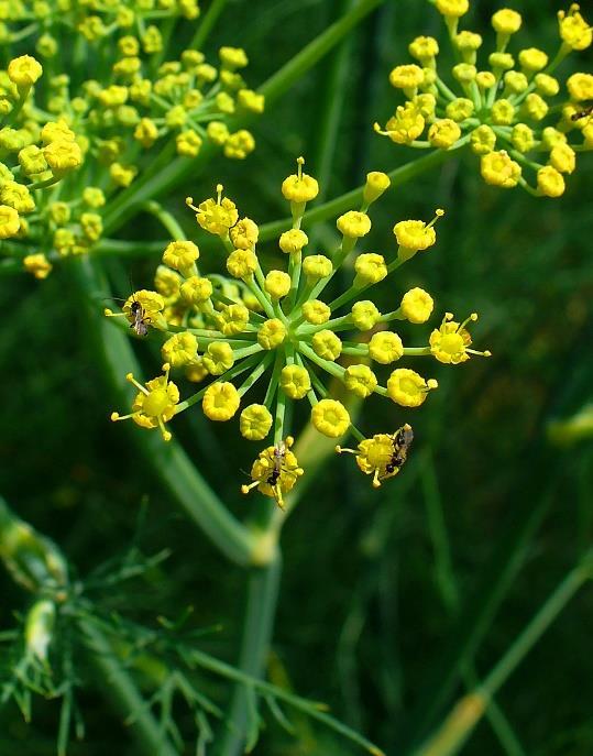 Beskrivelse Fennikel er en blomstrende plante i skjermplantefamilien. Det er en hardfør, varmekjær, flerårig urt med gule blomster og findelte blader. Vi skiller mellom knollfennikel og frøfennikel.