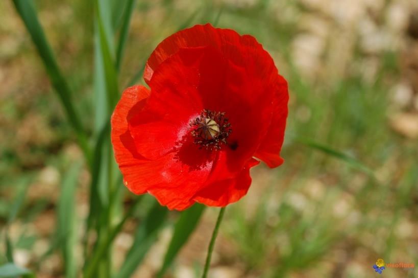 9. Papaver rhoeas Family Norwegian Hungarian English Papaveraceae Kornvalmue Pipacs Corn poppy Photo: www.pinterest.com Illustration from Köhler's Medizinal- Pflanzen 9.